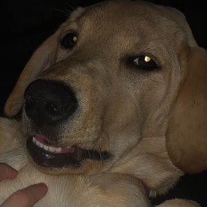 Meet your Posher, Alexis